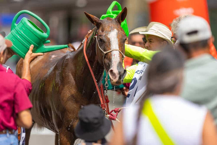 How to Help Your Horse Recover Between Competition Days