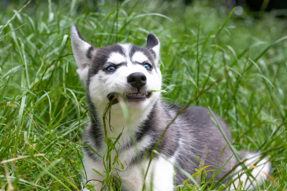 Why Do Dogs Eat Grass?