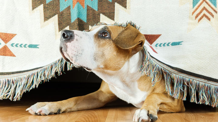 dog anxiety over fireworks