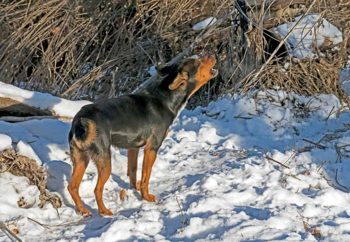Why Does My Dog Bark at Nothing?