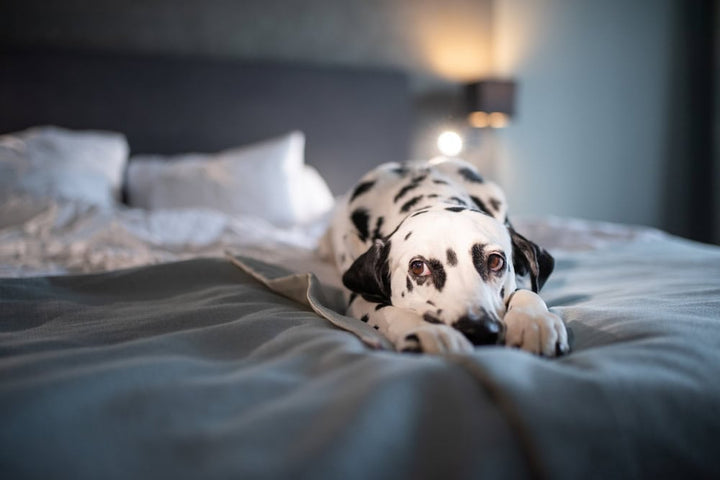 Dog sleeping on bed