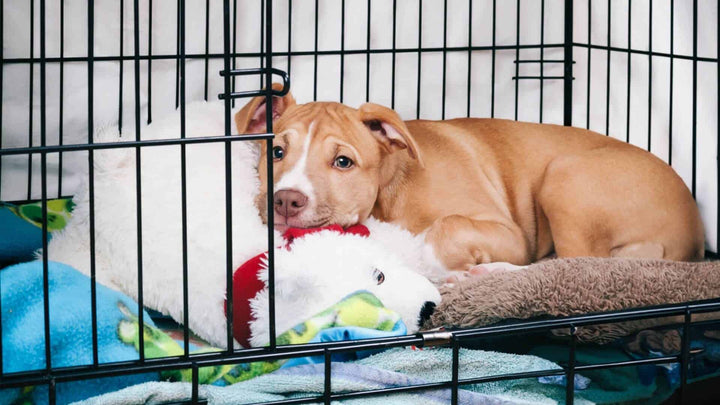 dog crate