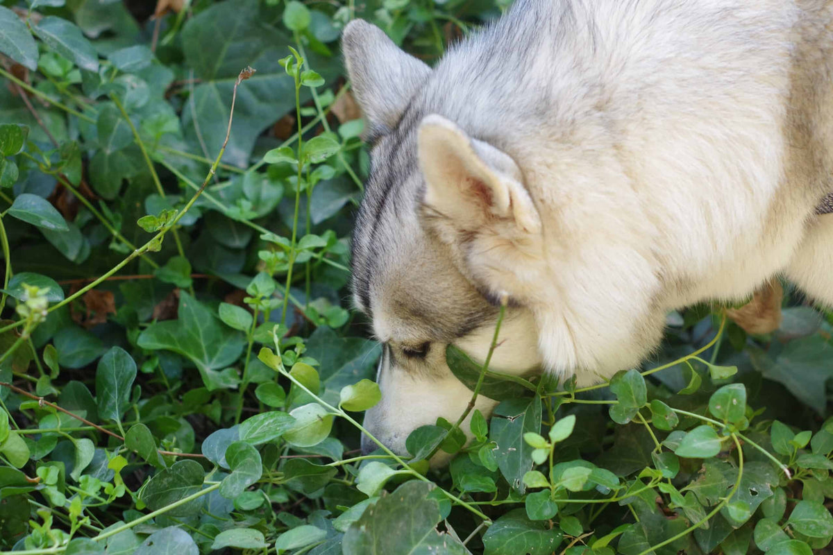 Dog sniffing