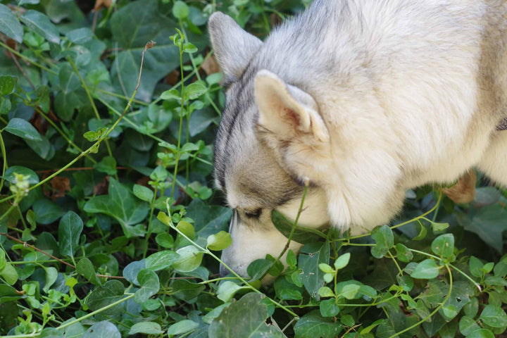 Dog sniffing