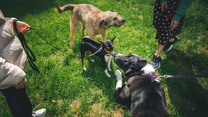 dog socialization