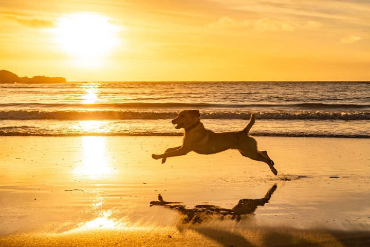 Dog running on beach