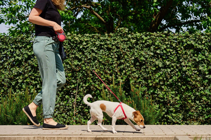 Walking with dog