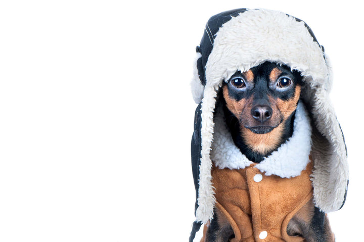 Dog with winter clothes