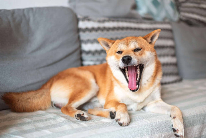 dog yawning