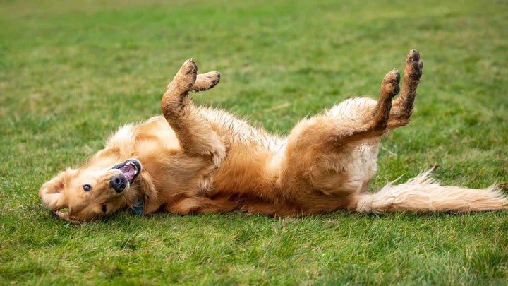 dog zoomies