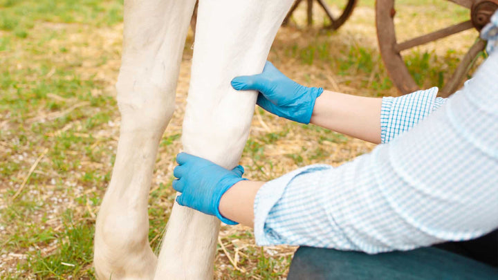 equine ailments