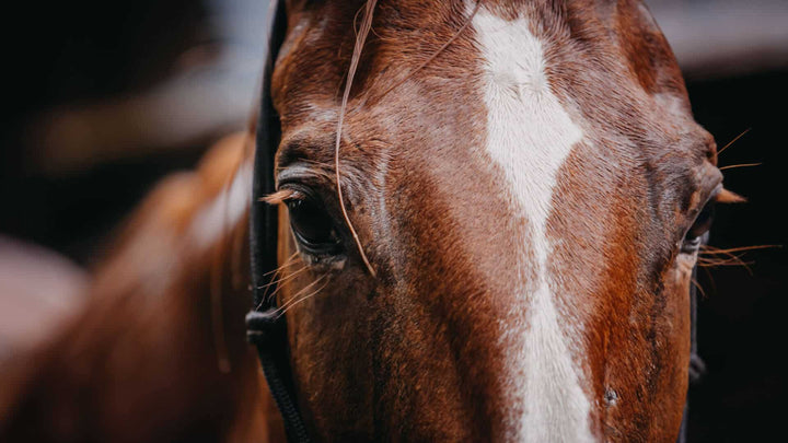equine health checks