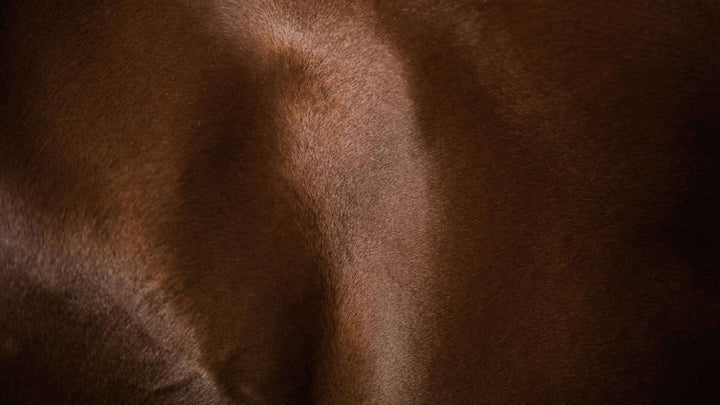 equine muscular system