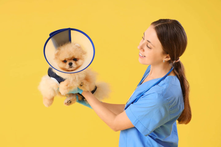Nurse playing with dog