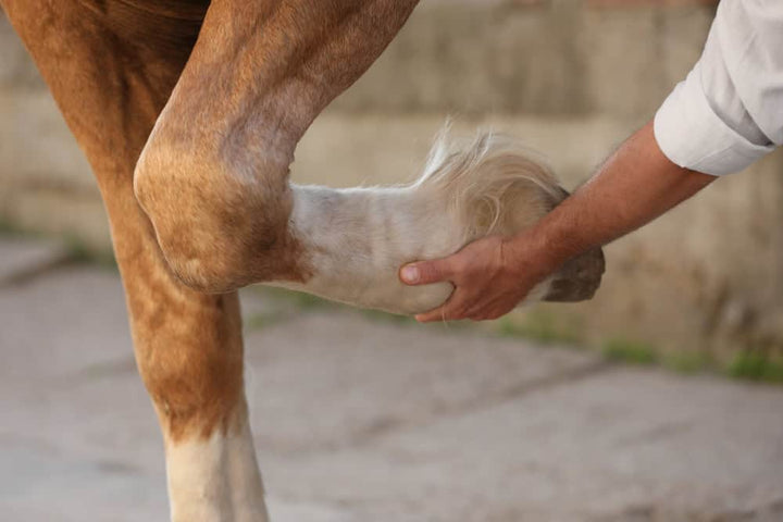 Man is stretching a horse's leg.