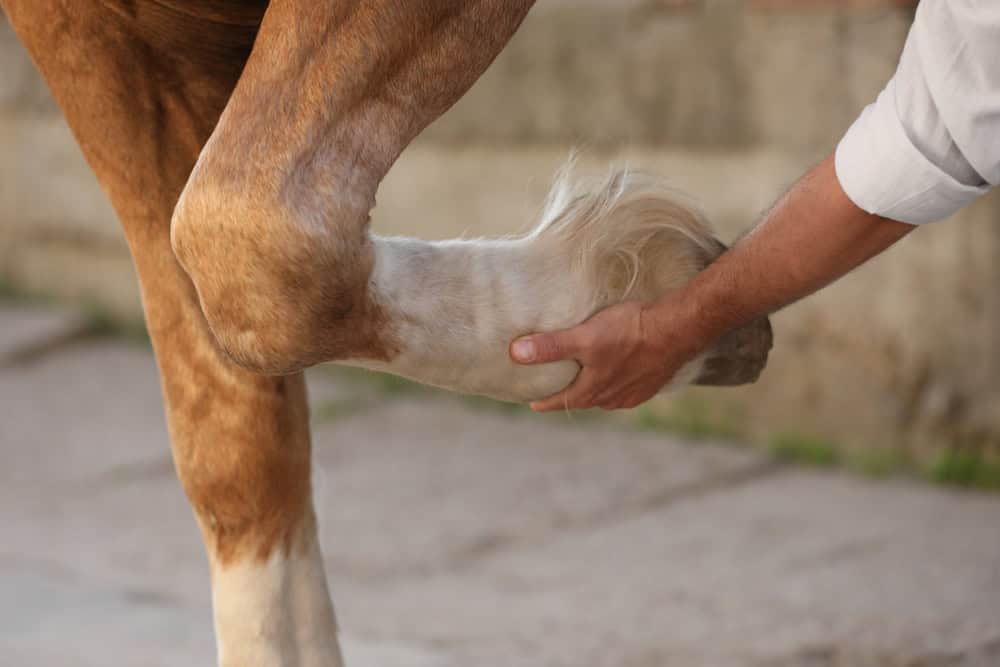 Man is stretching a horse's leg.