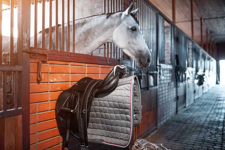 Horse in a horse stable.