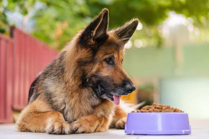 How to Choose the Best Dog Food for Your Pet