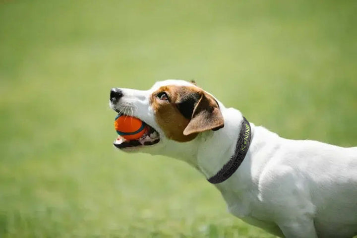 Dog with ball in mouth