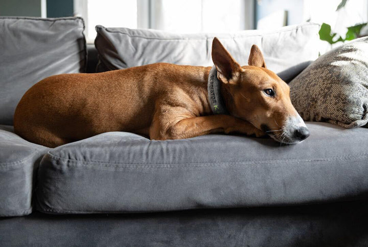Dog peacefully sleeping on sofa