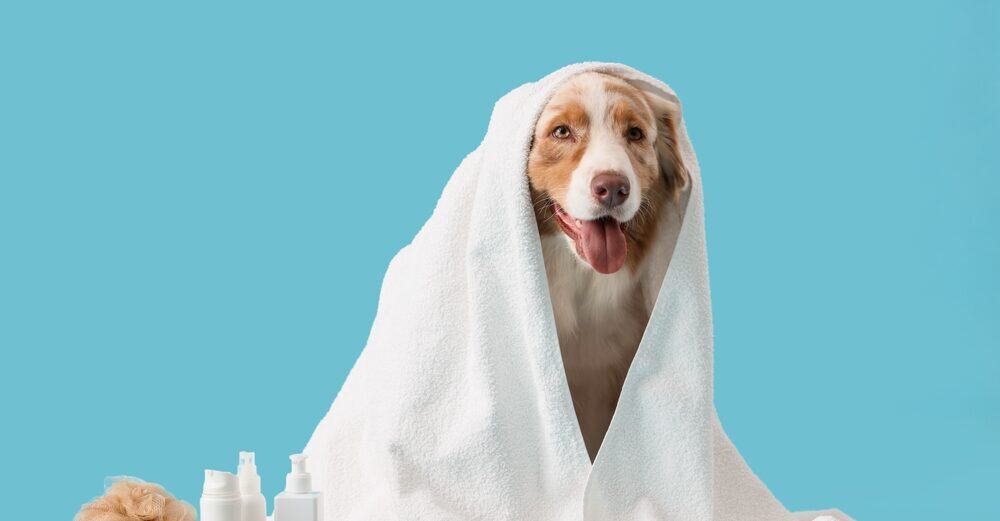 Dog after bath