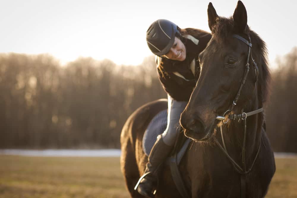 Gladiator Equine Pain Relief product photo with horse