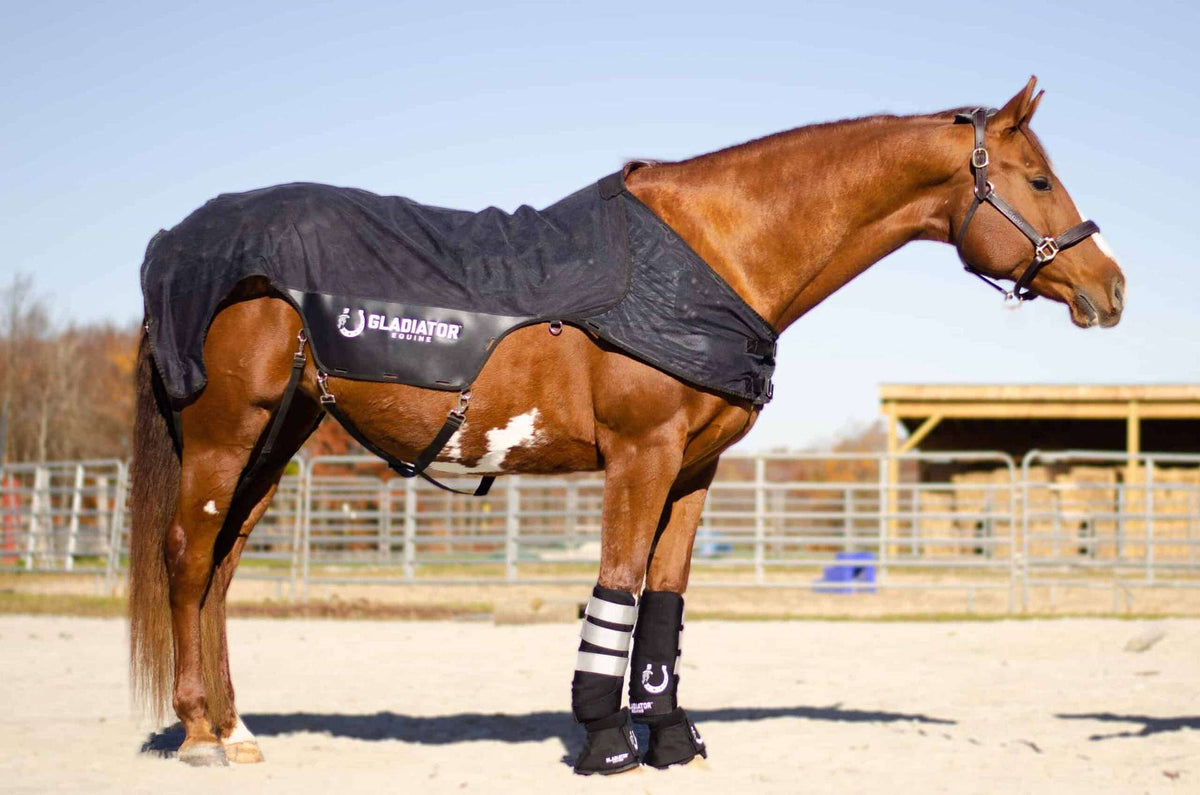 Horse wearing full blanket and leg boots outdoors