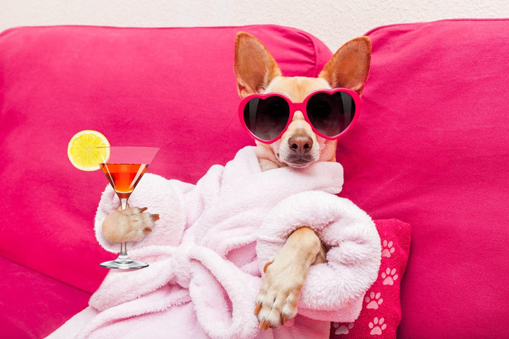 Dog on vacation