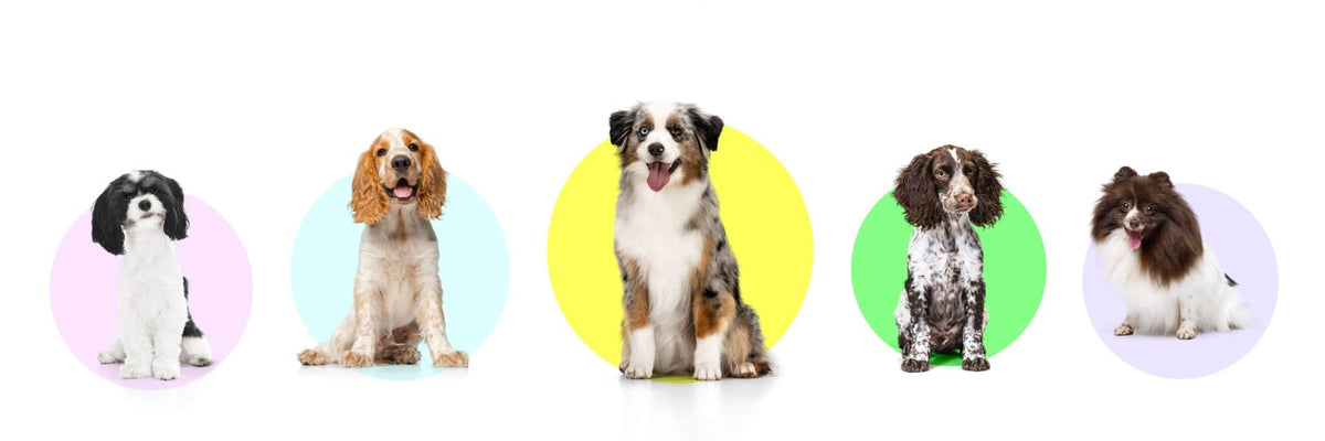 Different types of dogs