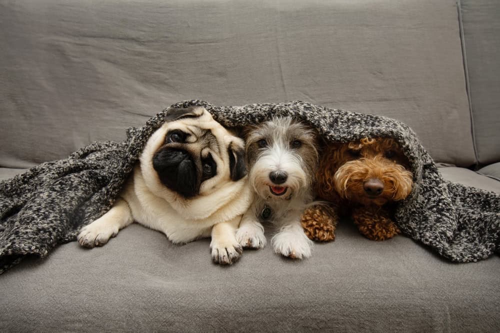 Three dogs on sofa