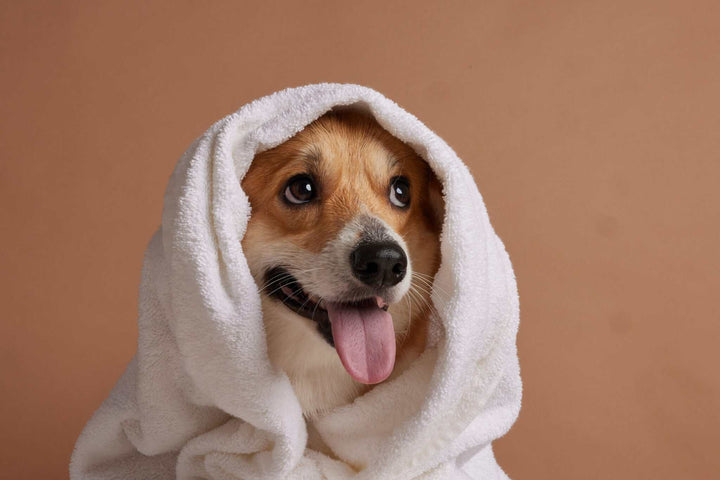 Dog after bathing