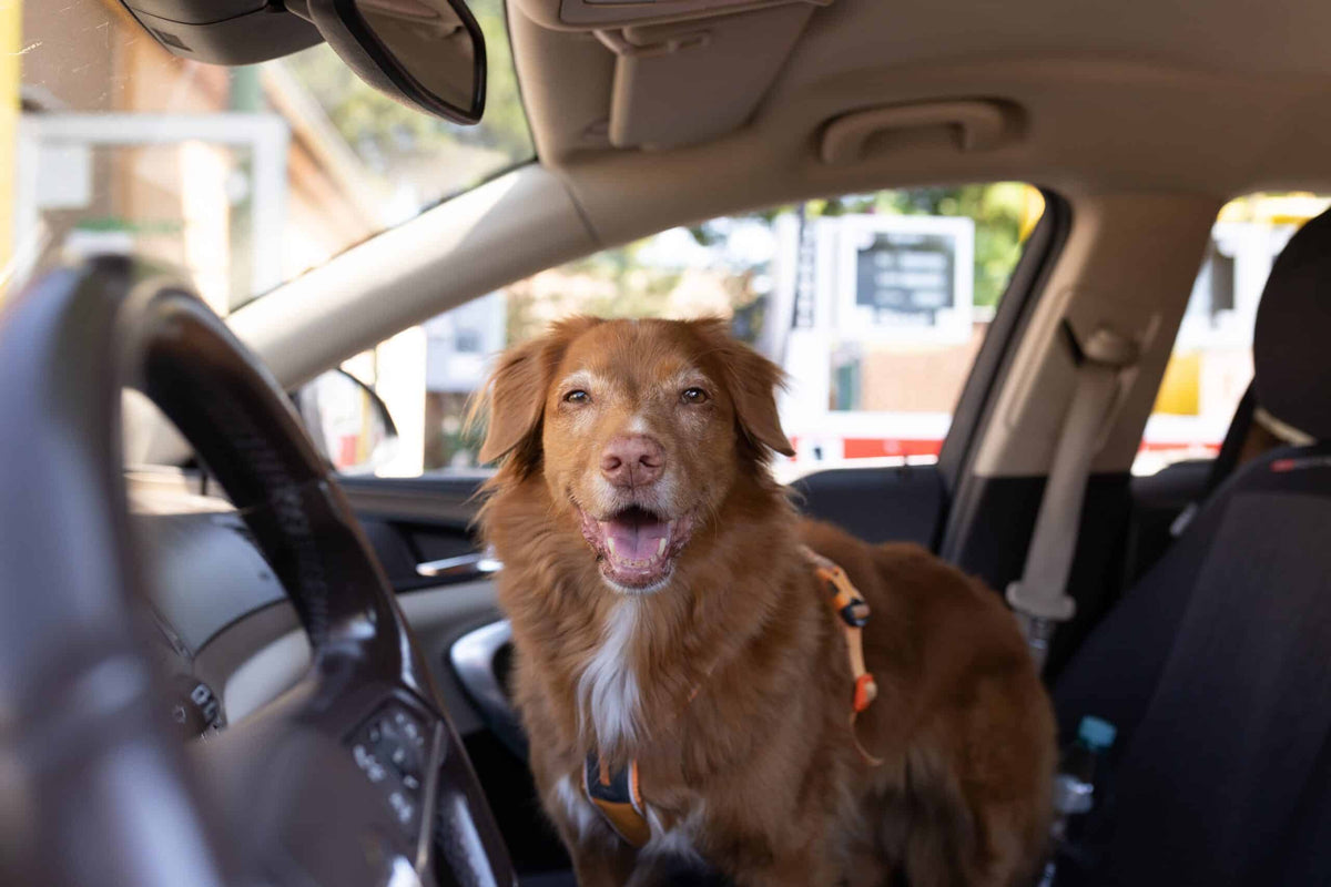 Happy dog in car