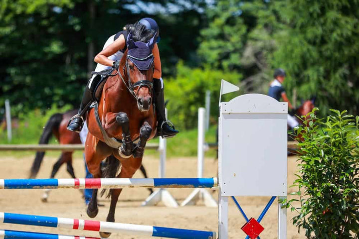 How to Teach Your Horse New Skills and Tricks