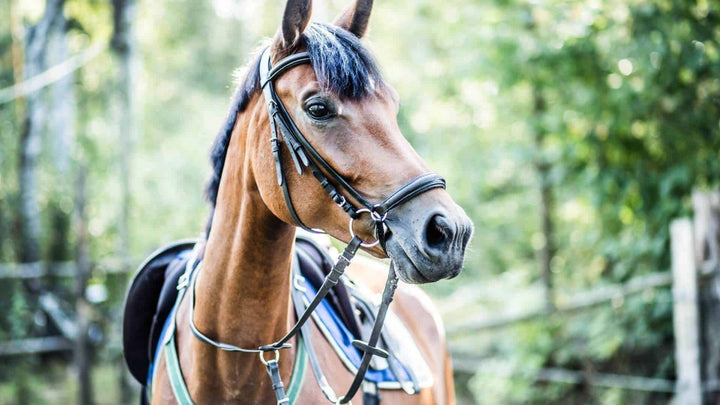 horse ear plugs