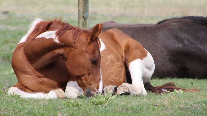 horse fatigue