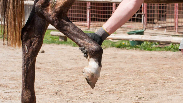 horse fetlock