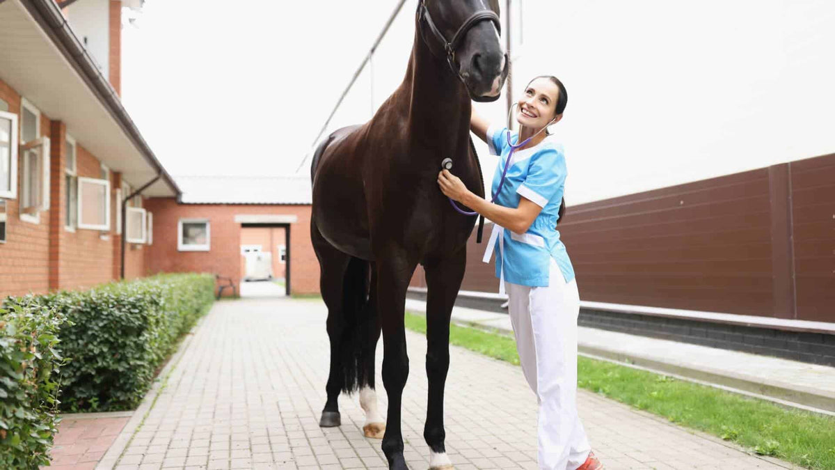 horse inflammation