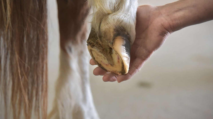 horse laminitis