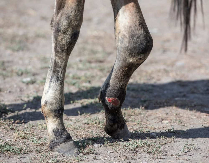 Horse with injured lower leg