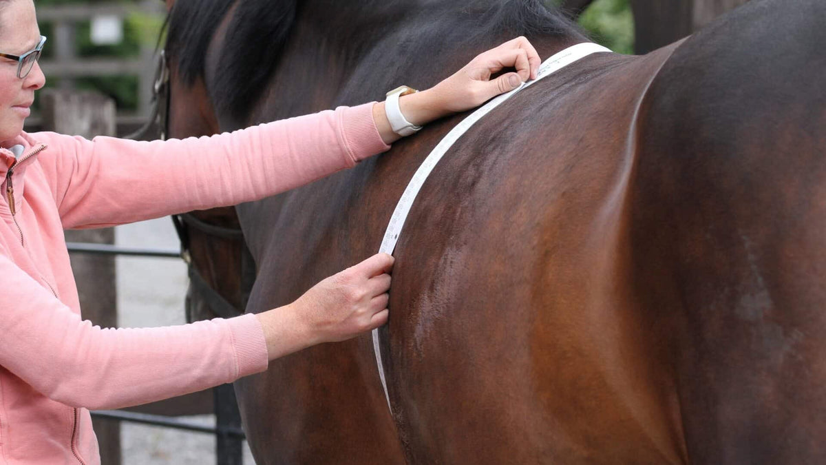 horse measurements