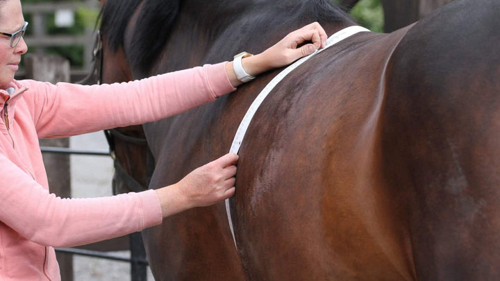 horse measurements