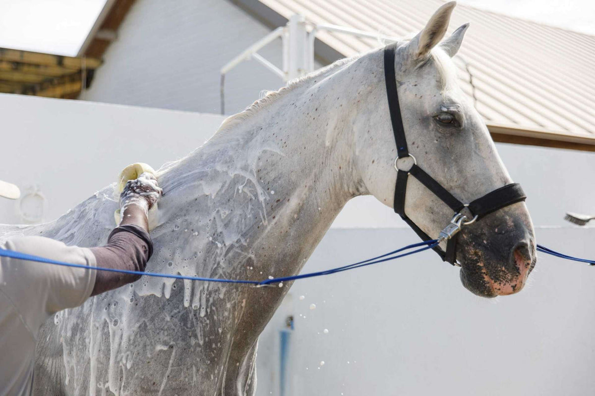 Washing a grey horse with spray shower