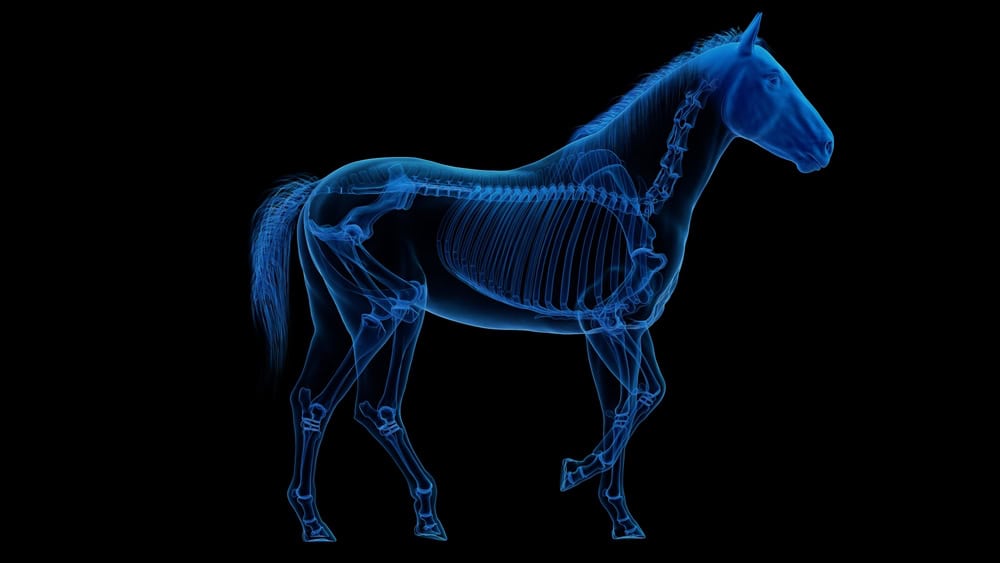 X-ray style horse skeleton illustration