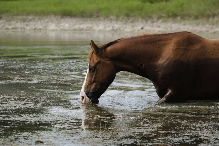 Horse drinking water from a pond