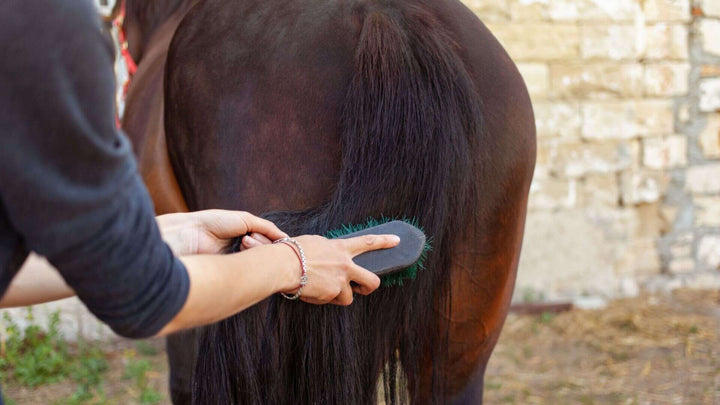 horse tails