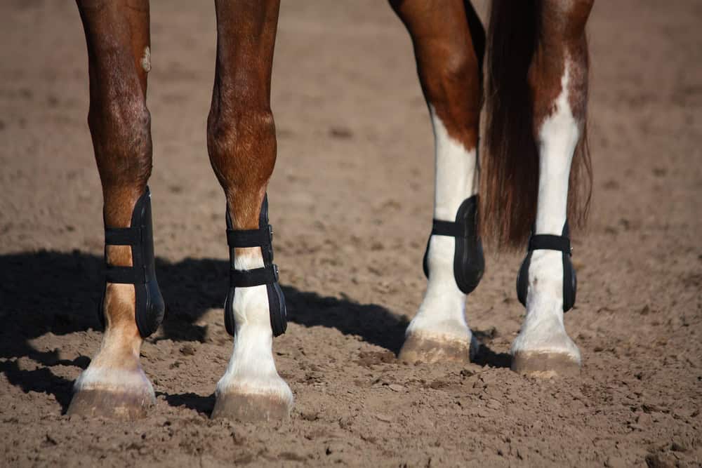 Horse legs with tendon injury wraps