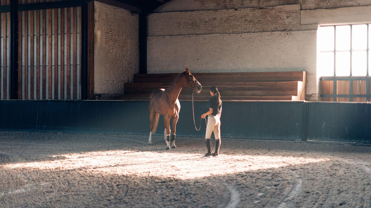 horse training