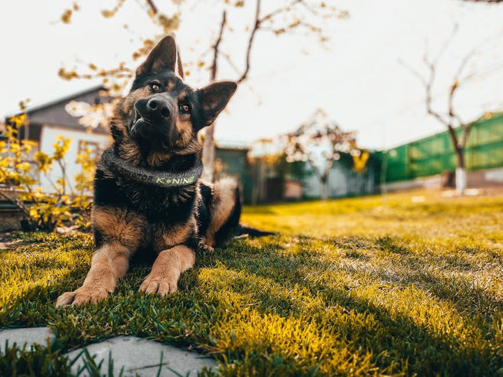 Dog sitting outside house