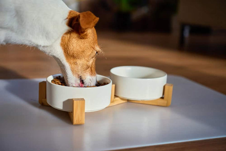 How to Safely Transition Your Dog to a New Diet