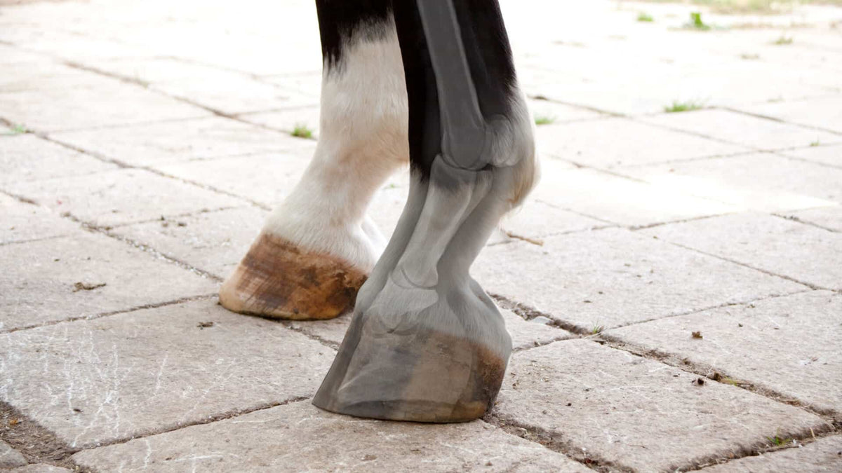 laminitis in horses